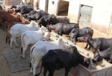 पशुओं के लिए सही डाइट क्या होती है? आइए जानते हैं इसके बारे में विस्तार से