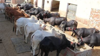 पशुओं के लिए सही डाइट क्या होती है? आइए जानते हैं इसके बारे में विस्तार से